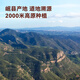 京东京造 当归片100克头片甘肃岷县当季泡水搭黄芪红枸杞党参气女性养生血
