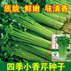 
Four Seasons Small Celery Seeds Crispy and Tender Celery Seeds Four Seasons Vegetable Seeds Potted Seeds Original [Four Seasons Quick-growing Small Celery Seeds] Selected Grain [Buy 14999 Get 14988 Pieces]