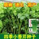 
Four Seasons Small Celery Seeds Crispy and Tender Celery Seeds Four Seasons Vegetable Seeds Potted Seeds Original [Four Seasons Quick-growing Small Celery Seeds] Selected Grain [Buy 14999 Get 14988 Pieces]