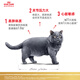 Royal Cat Food British Shorthair Adult Cat Food BS34 General Food Rich Hair and Strong Body Staple Food Grade General Food 1 Year Old and Over BS34 British Shorthair Adult Cat 2kg