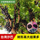 Plántulas de frutas de jiabao Sabah jiabao plántulas de frutas plántulas de frutas de uva con suelo y deja dongguan tienda de 13 años de edad de 7 años sabah 6172 141cm (inclusive) -170cm (inclusive)