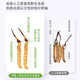 Grass Digger [Really] Wild Cordyceps sinensis Tibetan wild Cordyceps health tonic gift box gift for middle-aged and elderly people. Grade 2 grass 1 gram three 30 grams gift box Wild Cordyceps sinensis