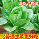 沙拉菜种子汉斯沙拉菜耐热耐寒夏秋播阳台速生易种植蔬菜 颗颗新种子1包【约1098粒】 沙拉菜种子