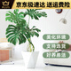 穆淳傲大型绿植龟背竹盆栽真 花卉盆栽商场开业1113米白色圆柱盆9892 老桩0.9-1.1米原盆(支持选货)