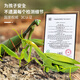 山头林村遥控螳螂电动仿真玩具抖音整蛊神器蟑螂男孩会动的蜘蛛爬行小动物 经典版-遥控瓢虫红色款9922+螺 官方标配