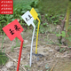 Sumo bow-shaped ground inserting label, sloped ground inserting label, gardening fruit and vegetable inserting label, integrated sloped surface 30cm, yellow small sloped surface, height 30cm, 100 pieces