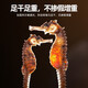 海马【CAWC认证】海马干货炖汤煲汤泡酒料 海马  1对（约1-2g）