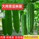 Bitter melon seedlings with soil, high yield and disease resistance, spring seedlings, local southern large-fleshed flat-top Guangdong bitter gourd vegetable seedlings, large-fleshed bitter gourd seedlings (plug tray seedlings), 6 exquisite plants ()