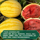 Dayu Yellow Heart Watermelon Seeds Complete Collection Early Mature Yellow Skin Red Flesh Yellow Flesh Special Xiaofeng Watermelon Seeds Southern Fruit Japan丨Benjin Linglong Watermelon Seeds 100 Original
