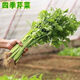 四季小香芹蔬菜种子大全土芹菜农家四季菜种阳台 四季【小香芹】 【优质新种】约1098粒