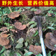 遇芝缘紫灵芝正品云南深山半野生紫芝带孢子粉不苦野芝可煲汤泡酒煮茶 一个灵芝整个（200-250克）