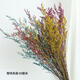 Lover's grass dried flower bouquet living room decoration aromatherapy Yunnan natural air-dried high-end real flowers dried flowers immortalized flowers immortal 6 colors mixed lover's grass 1 bouquet 55-60cm