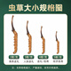 Zangyou auténtico Cordyceps Box Box Tonic para la primera etapa del regalo de Cordyceps para líderes de ancianos y padres [calidad estrictamente seleccionada] 3 palos/G-5 gramos-15 palos [Recomendación de título]
