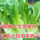 沙拉菜种子汉斯沙拉菜耐热耐寒夏秋播阳台速生易种植蔬菜 颗颗新种子1包【约1098粒】 沙拉菜种子