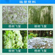 Taibang 4% gibberellic acid catkins and poplar catkins inhibitor eliminator willow and poplar catkins to prevent flowering and fruiting 10ml*