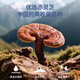 雷允上破壁灵芝孢子粉100g吉林白山赤灵芝粉增强免疫力送礼袋补品营养品