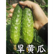 Mini fruit cucumber seeds, heat-resistant and high-yield, spring and summer small cucumber seeds, four-season balcony potted vegetable seeds, 10 dry cucumber seedlings