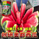 Store hot selling Chuangyan Meidu watermelon seeds with thin skin and few seeds, large fruit Kirin Sweet King seeds early maturing canned Chuangyan Meidu Kirin watermelon seeds base original delivery 1 can of about 800 seeds directly supplied from the base