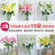 Yue Colorful AB grade high-quality perfume lilies, various living flowers for home and office, Kunming base, freshly picked for straight hair, 10 random single-color lilies (5 branches for double heads)