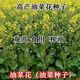 Hanfei Oil 1701 Agricultural Oil 68 Rapeseed Seed High Yield, High Oil, Dwarf Stem, Cold Resistant and Disease Resistant Brassica Rapeseed (25) Dwarf Stem Oil 80g