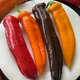 
Zhushi Orange Fruit Colored Peppers Bell Peppers Yunnan Fresh Long Pepper Mini Chili Can Eat Raw Salad Seasonal Fruits and Vegetables Premium Medium Fruits 1050g - Randomly sent 2-4 colors