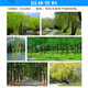 Taibang 4% gibberellic acid catkins and poplar catkins inhibitor eliminator willow and poplar catkins to prevent flowering and fruiting 10ml*