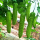 Bitter melon seedlings with soil, high yield and disease resistance, spring seedlings, local southern large-fleshed flat-top Guangdong bitter gourd vegetable seedlings, large-fleshed bitter gourd seedlings (plug tray seedlings), 6 exquisite plants ()