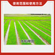 Guoguang Guoguang 15% paclobutrazol rice seedling field growth control and anti-leggy plant growth regulator 40g