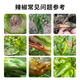 Kevohua pepper blight clearing compound microbial agent for pepper special bacterium clearing one bacterium clearing disease special medicine 30g * 1 bag blight clearing agricultural fungicide tomato