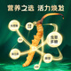 Zangyou auténtico Cordyceps Box Box Tonic para la primera etapa del regalo de Cordyceps para líderes de ancianos y padres [calidad estrictamente seleccionada] 3 palos/G-5 gramos-15 palos [Recomendación de título]