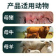 Lianyang Craftsman Milk Duoduo sow lactation-stimulating medicine for pigs, cattle and sheep veterinary feed additives for postpartum lactation and milk overlord Milk Duoduo 100g*2