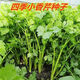 四季小香芹蔬菜种子大全土芹菜农家四季菜种阳台 四季【小香芹】 【优质新种】约1098粒