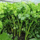
Four Seasons Small Celery Seeds Crispy and Tender Celery Seeds Four Seasons Vegetable Seeds Potted Seeds Original [Four Seasons Quick-growing Small Celery Seeds] Selected Grain [Buy 14999 Get 14988 Pieces]