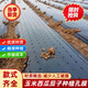 Perforated black mulch film for weeding, insulation, moisturizing and anti-aging medicinal materials, onions, peppers, peppers, special perforated mulch film, 1 wire, 1.5 meters wide, 280 meters wide, 30*30, 4 holes