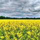 Tieyou 821 rapeseed is cold-resistant, high-yield, disease-resistant, and has high oil yield. It is the best choice for autumn sowing. Early-maturing and high-yielding rapeseed. Tieyou 821 original pack of about 1,000 seeds.