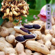 Black peanut seeds, sown in spring and summer, purple and black peanut seeds, black seed peanuts, original peanuts for field use, net weight in shell, 500 grams