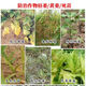 Jinbaikang rotten roots, dead seedlings, root rot, yellow seedlings, damping-off, withered roots, withered green seedlings, vegetables, fruits and crops 80g