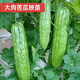 Bitter melon seedlings with soil, high yield and disease resistance, spring seedlings, local southern large-fleshed flat-top Guangdong bitter gourd vegetable seedlings, large-fleshed bitter gourd seedlings (plug tray seedlings), 6 exquisite plants ()