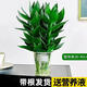 Green Intentional Guanyin Bamboo Rich Bamboo Hydroponic Plants Flowers with Roots Green Plants Pothos Indoor Potted Plants Transfer Bamboo Water for Good Growth 3 Guanyin Bamboo Trees with Roots (Simple Cup) + Nutrient Solution
