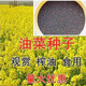 Tieyou 821 rapeseed is cold-resistant, high-yield, disease-resistant, and has high oil yield. It is the best choice for autumn sowing. Early-maturing and high-yielding rapeseed. Tieyou 821 original pack of about 1,000 seeds.