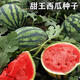 Indian Sweet King Watermelon Seeds Resistant to Cracking Large Fruit Big Red Flesh Watermelon Seeds High Sugar Early Maturity Large Flower Skin Melon Indian Sweet King Watermelon Seeds 800 capsules