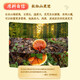 Tongrentang (TRT) Qianzhiyi brand broken wall Ganoderma lucidum spore powder comes with gift bag 60g (1g/bag 10 bags/box 6 boxes)/gift box