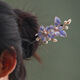 Meng Junchen Intangible Cultural Heritage Silk Velvet Flower Sandalwood Hairpin Hairpin Hanfu with Hairpin Jewelry Cheongsam Hairpin Birthday Gift Sandalwood Single Hairpin Velvet Flower Fenghua