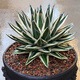 
Zhu Yuanwai Plants and Iceberg Agave Agave Agave One-Photos, Premium White-covered Lunto Succulent Pot Plants 9928 Size Comparison of 10cm Pots, Naked Roots Without Soil