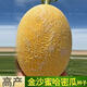 High-sugar, sweet Jinsha honey cantaloupe seeds, genuine Xinjiang reticulated melon high-yielding spring early-maturing fruit seeds, Xinjiang Jinsha cantaloupe seeds, about 50 capsules