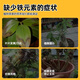 Intelligent green ferrous sulfate flower fertilizer acid-loving plant gardenia camellia azalea azalea osmanthus water-soluble fertilizer anti-yellow leaf household fertilizer ferrous sulfate barrel 5Jin Jin equals 0.5 kg