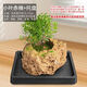 Water-absorbing stone flowerpot, natural strange stone water-absorbing stone, water-absorbing stone, raw stone stone pot, calamus succulent potted plant, bonsai micro-scape 13-17cm stone pot + small leaves, red nan, package 2