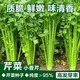 
Four Seasons Small Celery Seeds Crispy and Tender Celery Seeds Four Seasons Vegetable Seeds Potted Seeds Original [Four Seasons Quick-growing Small Celery Seeds] Selected Grain [Buy 14999 Get 14988 Pieces]