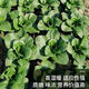 Babaoqing small rapeseed rapeseed has less fiber, tastes delicious and has good quality. It is used for sowing potted plants in all seasons. Babaoqing seeds, two packs of about 4,000 seeds.