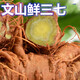 Notoginseng de panax frais Sélection du Yunnan Wenshan Panax notoginseng avec des racines Champs Freshs Wine Schec 250g 500g [Cinq ans Sélection de panax frais notoginseng] 4 Total 500g